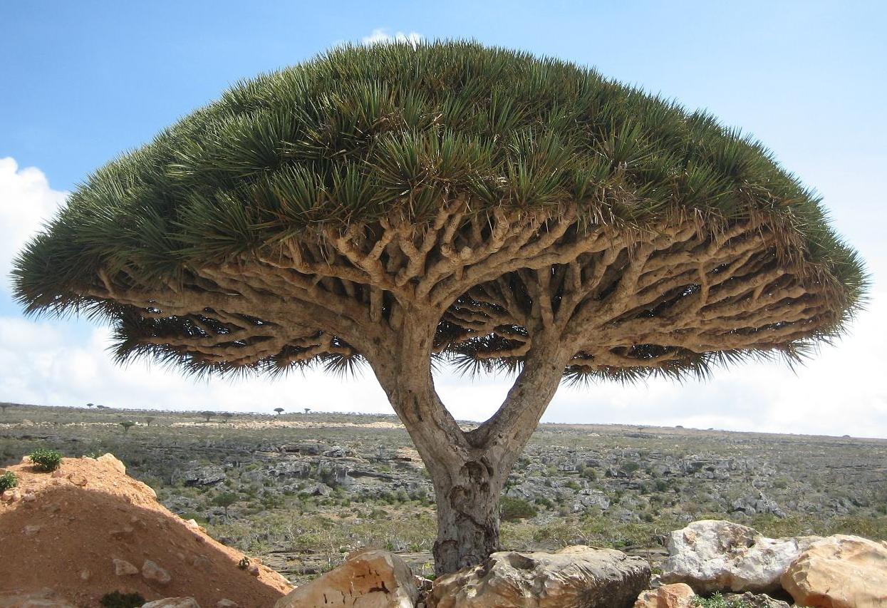 Socotra: la isla alienígena de árboles dragón y plantas imposibles