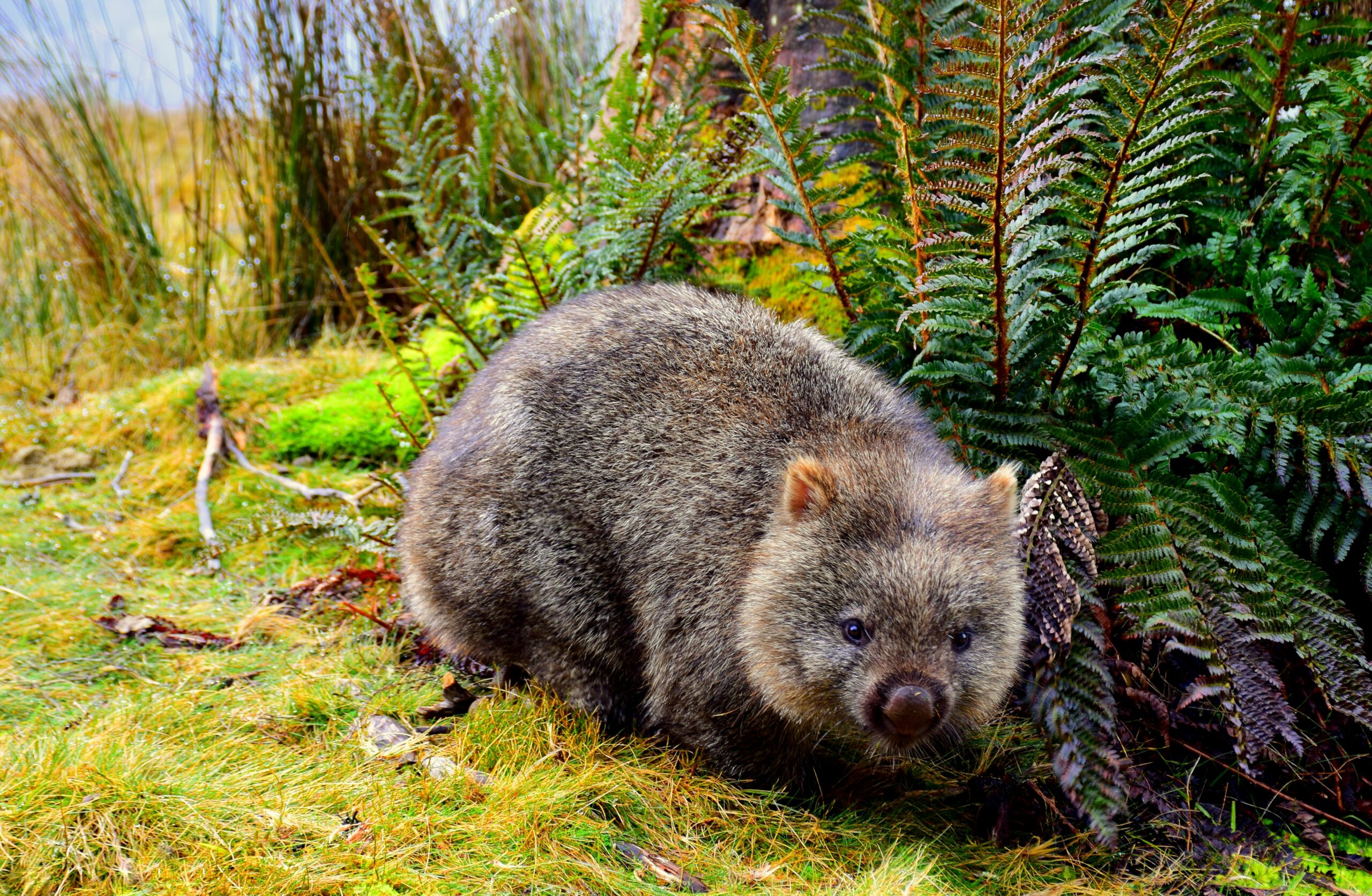 Heces cúbicas: el misterio geométrico de los wombats