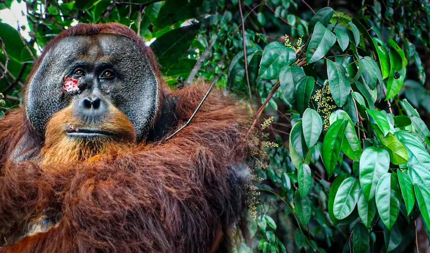El orangután que se curó solo con una planta: la primera vez que vemos a un animal salvaje usar medicina